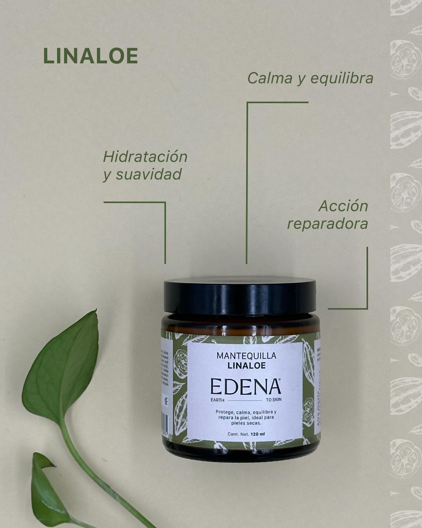 infografia de los beneficios la mantequilla de linaloe de edena